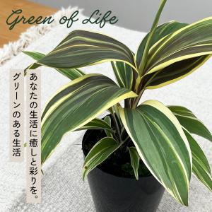 観葉植物 選べる コルジリネ 4品種 3.5号...の詳細画像2