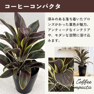 観葉植物 選べる コルジリネ 4品種 3.5号...の詳細画像3