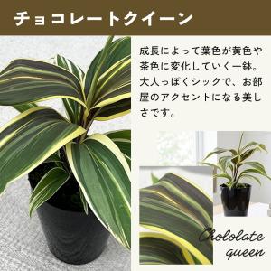 観葉植物 選べる コルジリネ 4品種 3.5号...の詳細画像4
