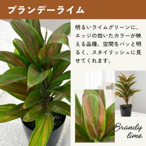 観葉植物 選べる コルジリネ 4品種 3.5号...の詳細画像5