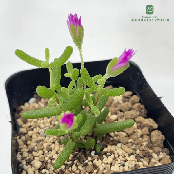 多肉植物 seドロサンテマム グロボーサム 蜜橘 ミカン ドロサンセマム 多肉植物 メセン 7.5c...