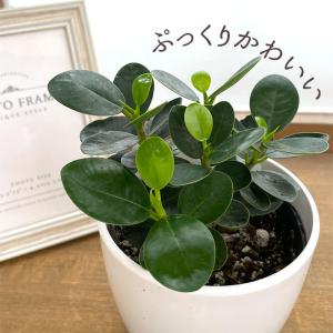 観葉植物 cot コパンダガジュマル タイワン...の詳細画像1