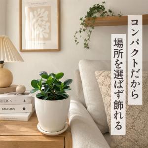 観葉植物 cot コパンダガジュマル タイワン...の詳細画像2