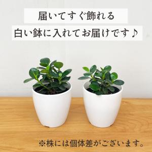 観葉植物 cot コパンダガジュマル タイワン...の詳細画像3
