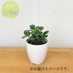 観葉植物 cot コパンダガジュマル タイワン...の詳細画像4