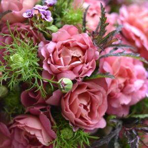 予約販売 バラ 苗 バラ 大苗 河本バラ園 グロッグ 品種登録出願中 四季咲き 薔薇 ばら 送料無料 ピンク ワイン 紫 hao 12月中旬以降発送