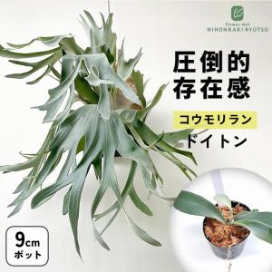 観葉植物 希少 コウモリラン ビカクシダ ドイト...の商品画像