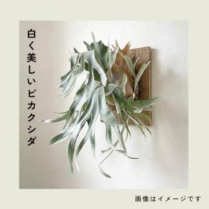 観葉植物 希少 コウモリラン ビカクシダ ドイ...の詳細画像1