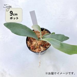 観葉植物 希少 コウモリラン ビカクシダ ドイ...の詳細画像2