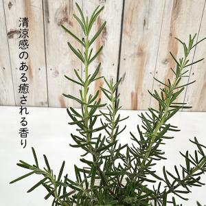 ローズマリー 苗 マジョルカピンク 10.5c...の詳細画像1