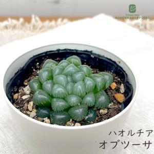 多肉植物 caハオルチア オブツーサ 多肉植物 ハオルチア 3.5号鉢