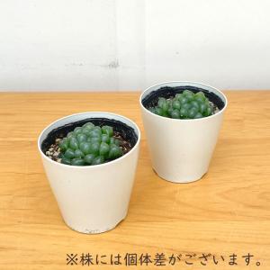 多肉植物 caハオルチア オブツーサ 多肉植物...の詳細画像1