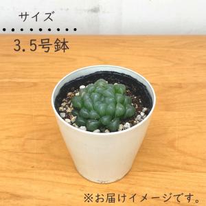 多肉植物 caハオルチア オブツーサ 多肉植物...の詳細画像2