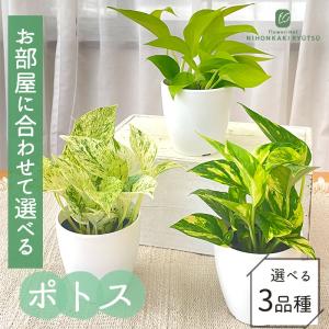 観葉植物 cot 選べる ポトス 3品種 3.5号鉢 観葉植物 小型 小さい 室内 贈り物 プレゼント インテリア おしゃれ