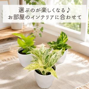 観葉植物 cot 選べる ポトス 3品種 3....の詳細画像1