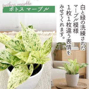 観葉植物 cot 選べる ポトス 3品種 3....の詳細画像2