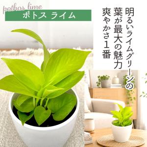 観葉植物 cot 選べる ポトス 3品種 3....の詳細画像3