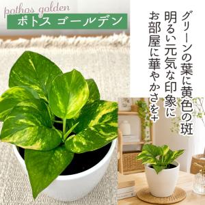 観葉植物 cot 選べる ポトス 3品種 3....の詳細画像4