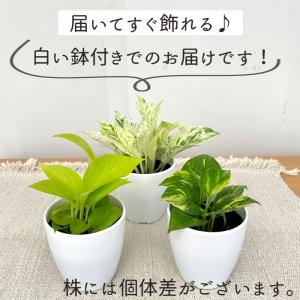 観葉植物 cot 選べる ポトス 3品種 3....の詳細画像5