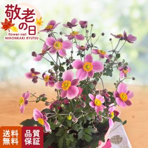 敬老の日 花 ギフト 秋明菊 ももいろブーケ 5号鉢 送料無料 敬老の日ギフト 敬老の日プレゼント 鉢植え シュウメイギク