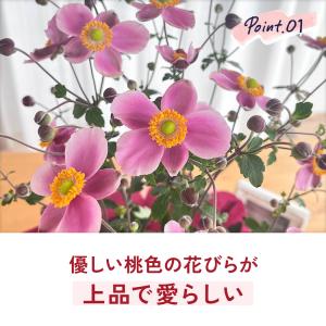 敬老の日 花 ギフト 秋明菊 ももいろブーケ ...の詳細画像3