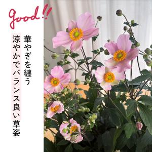 敬老の日 花 ギフト 秋明菊 ももいろブーケ ...の詳細画像4
