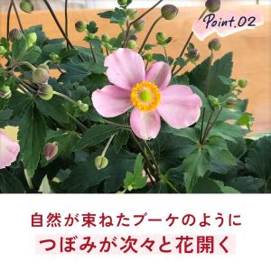 敬老の日 花 ギフト 秋明菊 ももいろブーケ ...の詳細画像5