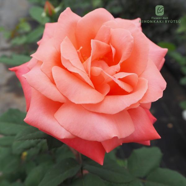 観葉植物・多肉植物の通販【フラワーネット日本花キ流通 Yahoo