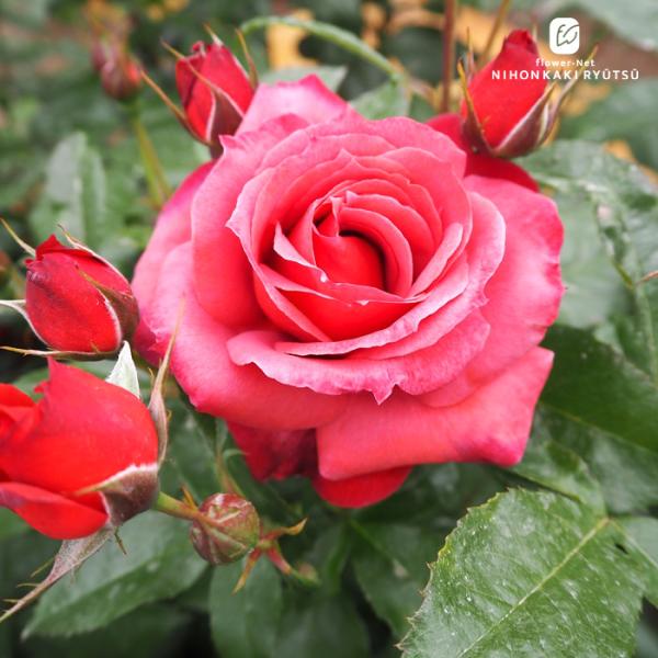 観葉植物・多肉植物の通販【フラワーネット日本花キ流通 Yahoo
