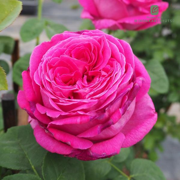 観葉植物・多肉植物の通販【フラワーネット日本花キ流通 Yahoo