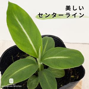 観葉植物 スパティフィラム ゼブラ 10.5cmポット 観葉植物 小型 小さい 室内 贈り物 プレゼント インテリア おしゃれ