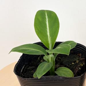 観葉植物 スパティフィラム ゼブラ 10.5c...の詳細画像2