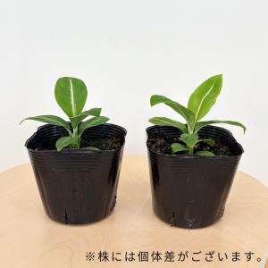 観葉植物 スパティフィラム ゼブラ 10.5c...の詳細画像3