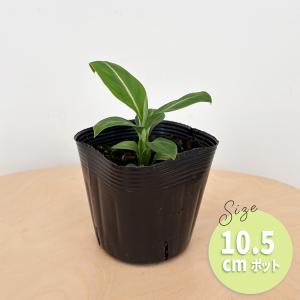 観葉植物 スパティフィラム ゼブラ 10.5c...の詳細画像4