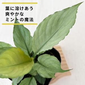 観葉植物 スパティフィラム ミント 10.5c...の詳細画像1