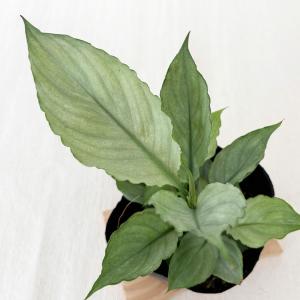 観葉植物 スパティフィラム ミント 10.5c...の詳細画像2