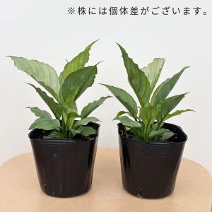 観葉植物 スパティフィラム ミント 10.5c...の詳細画像3