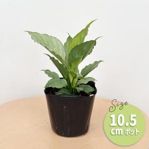 観葉植物 スパティフィラム ミント 10.5c...の詳細画像4