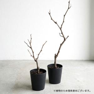 【まもなく締め切り】 予約販売 さくらんぼ 苗...の詳細画像1