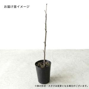 【まもなく締め切り】 予約販売 さくらんぼ 苗...の詳細画像2