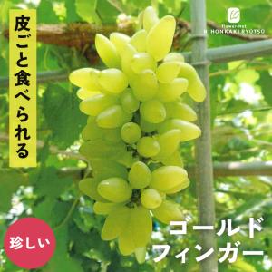 予約販売 ぶどう 苗 ゴールドフィンガー 13.5cmポット 送料無料 葡萄 ブドウ 果樹苗 苗木 果物 iba 11月上旬以降発送｜フラワーネット日本花キ流通