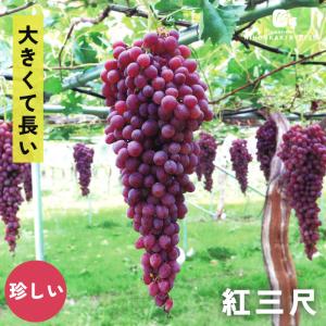 予約販売 ぶどう 苗 紅三尺 13.5cmポット 送料無料 葡萄 ブドウ 果樹苗 苗木 果物 珍しい 希少 iba 11月上旬以降発送｜フラワーネット日本花キ流通