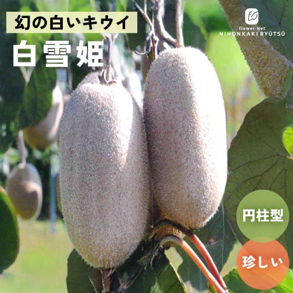 予約販売 キウイ 苗 白雪姫 メス木 13.5cmポット 送料無料 キウイフルーツ 果実 苗木 果樹...