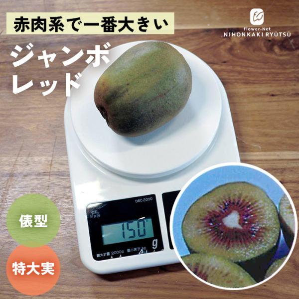 予約販売 キウイ 苗 ジャンボレッド メス木 13.5cmポット 送料無料 キウイフルーツ 果実 苗...