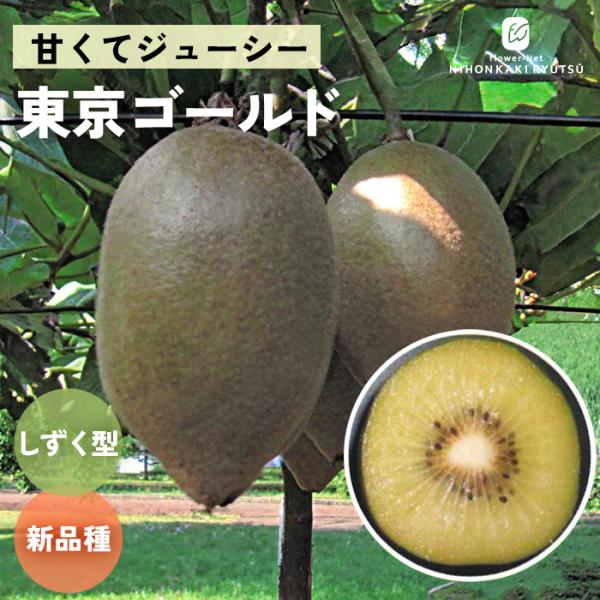 予約販売 キウイ 苗 東京ゴールド メス木 13.5cmポット 送料無料 キウイフルーツ 果実 苗木...