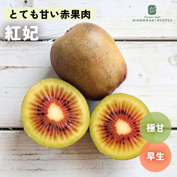 予約販売 キウイ 苗 紅妃 メス木 13.5cmポット 送料無料 早生 キウイフルーツ 果実 苗木 ...