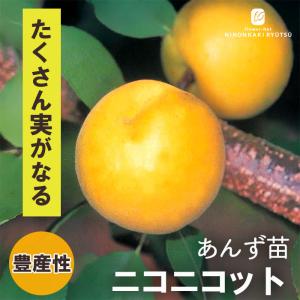 【まもなく締め切り】 予約販売 あんず 苗 ニコニコット 13.5cmポット 送料無料 苗木 庭木 果樹苗 接木苗 iba 11月上旬以降発送