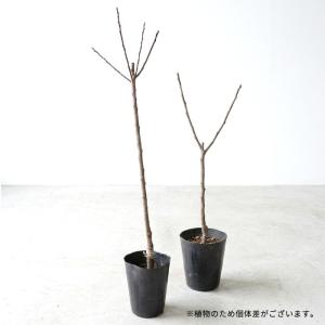 【まもなく締め切り】 予約販売 あんず 苗 ニ...の詳細画像1
