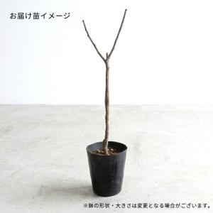 【まもなく締め切り】 予約販売 あんず 苗 ニ...の詳細画像2