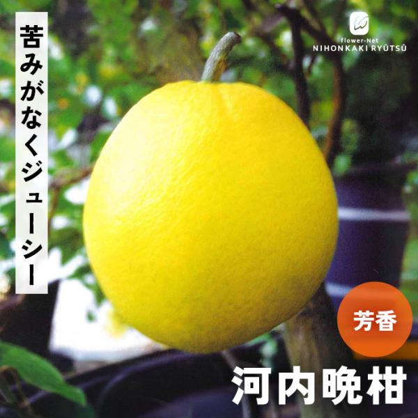 予約販売 河内晩柑 苗 13.5cmポット 送料無料 かわちばんかん 苗木 庭木 柑橘類 果樹苗 接...